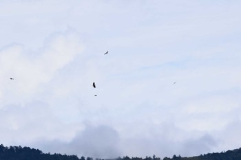 Grey-faced Buzzard Shirakaba-touge Sat, 9/24/2022