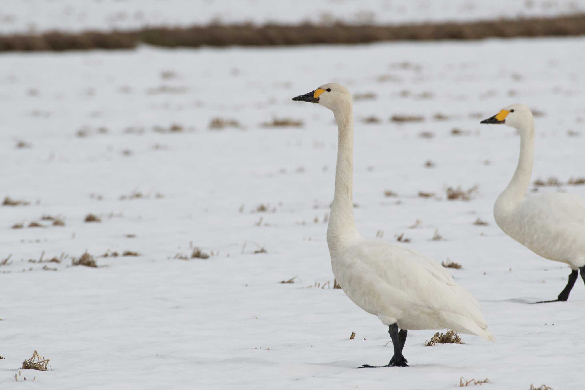 Photo of Tundra Swan at 邑知潟 by 倶利伽羅