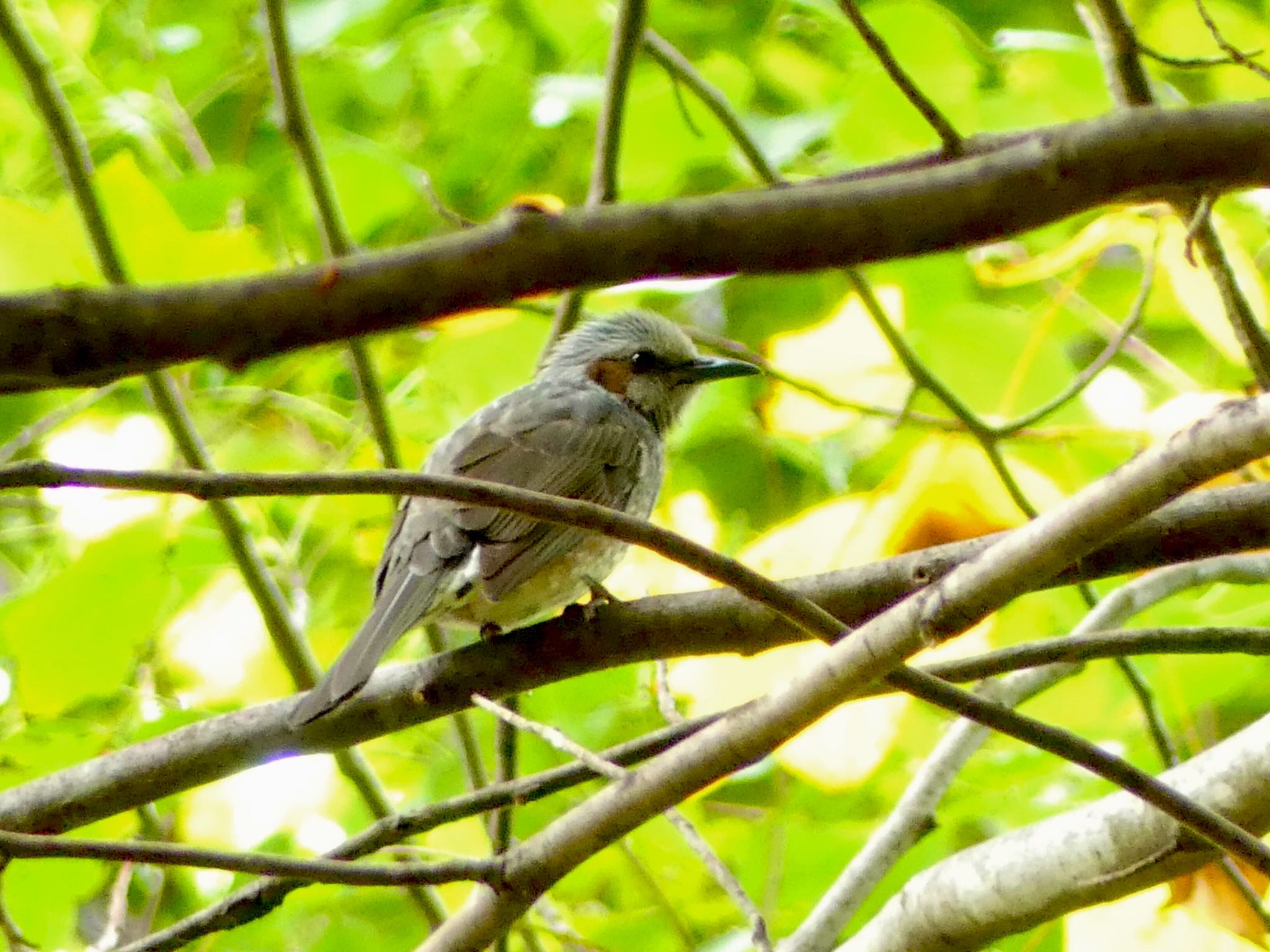 Brown-eared Bulbul