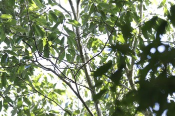 Long-tailed Tit 摂津峡 Sun, 10/23/2022