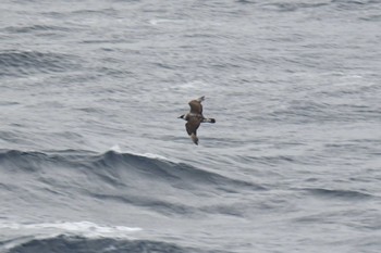 2022年10月23日(日) 大洗-苫小牧航路の野鳥観察記録