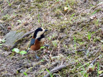 Varied Tit 神戸大学 Wed, 10/26/2022