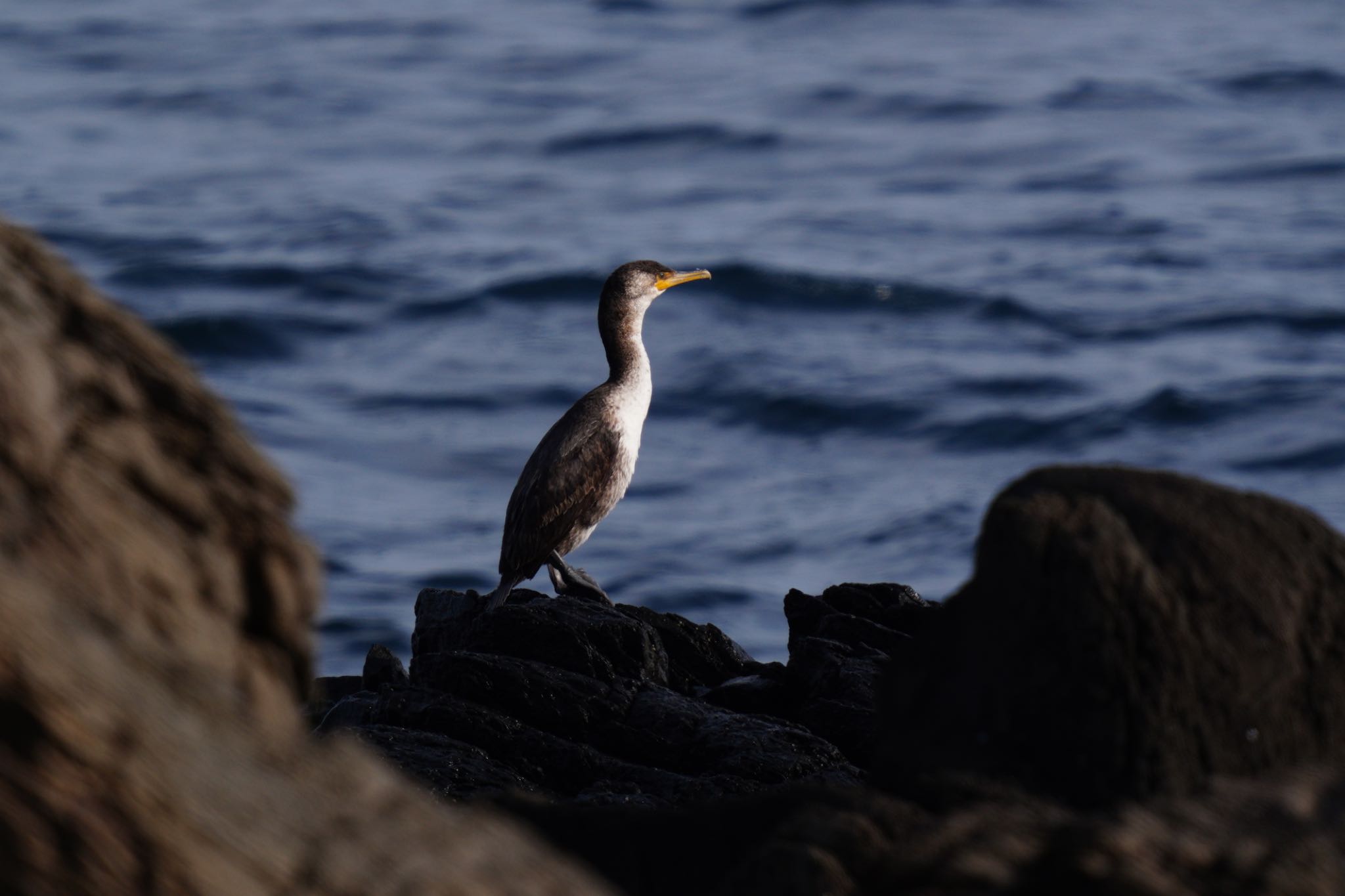  ウミウの写真 by wildbirder_