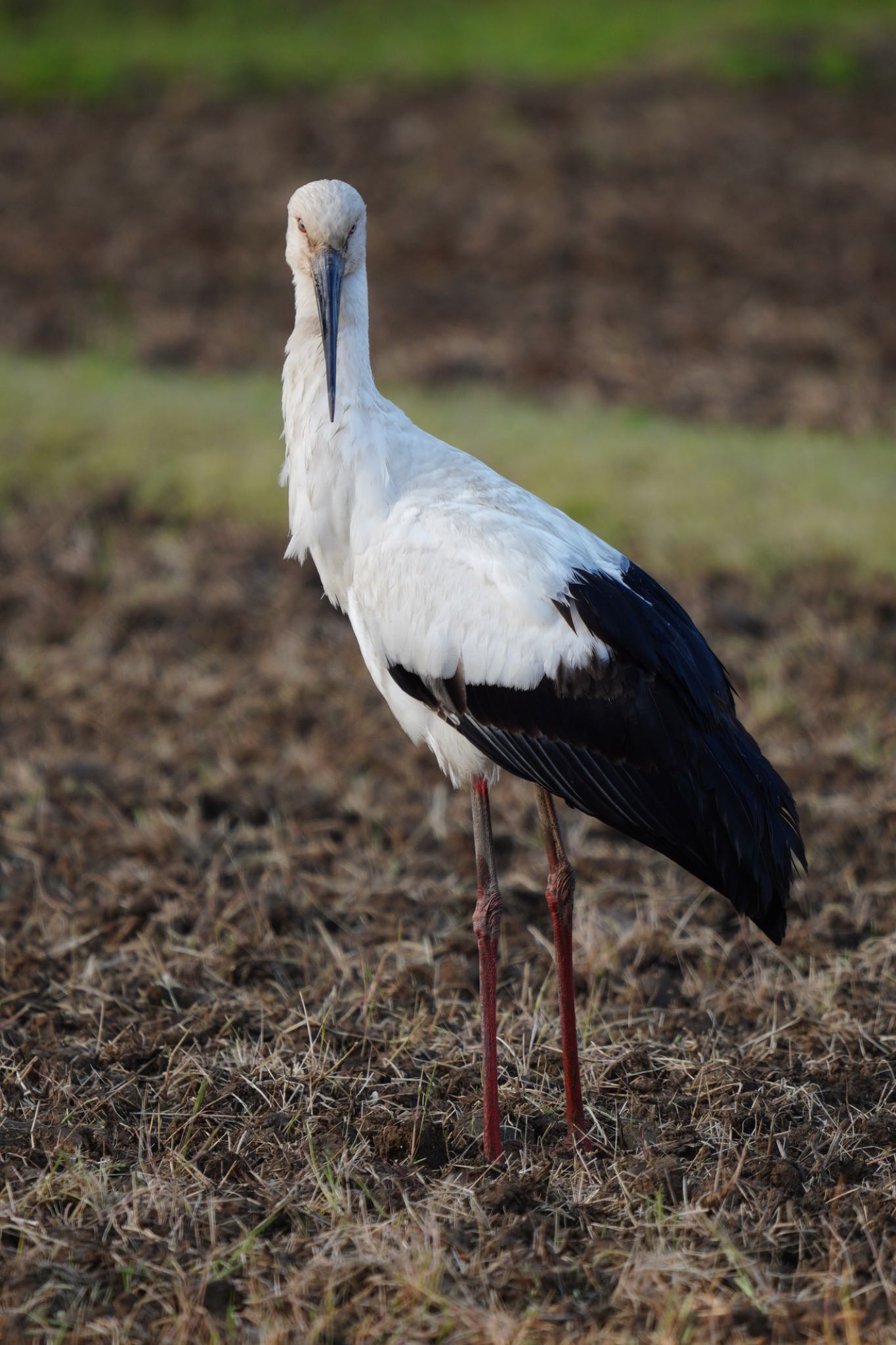  コウノトリの写真 by wildbirder_