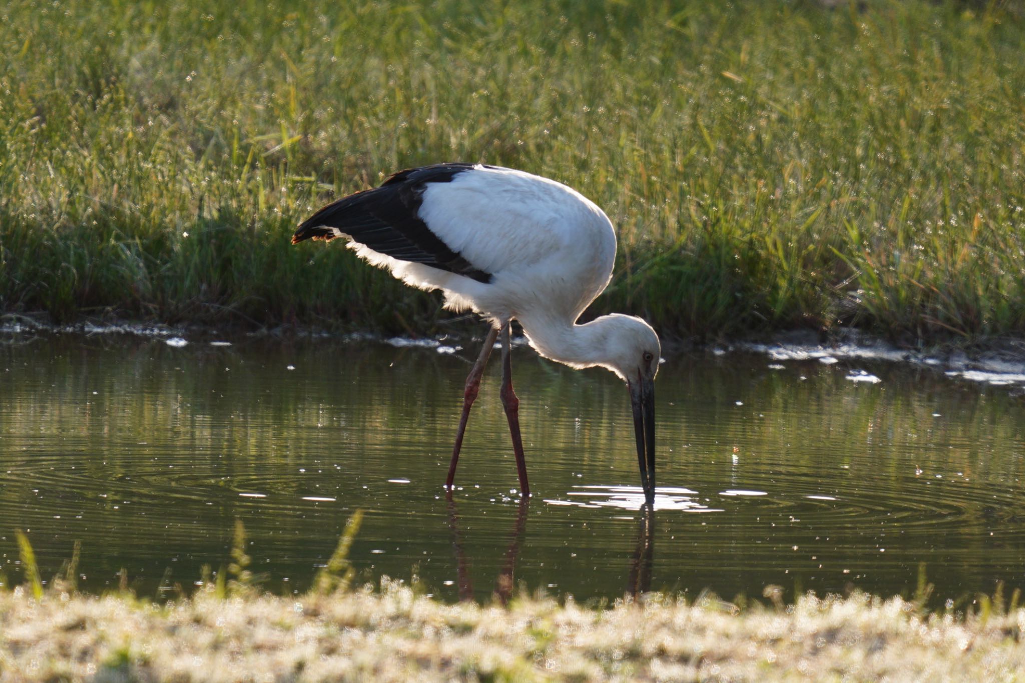  コウノトリの写真 by wildbirder_