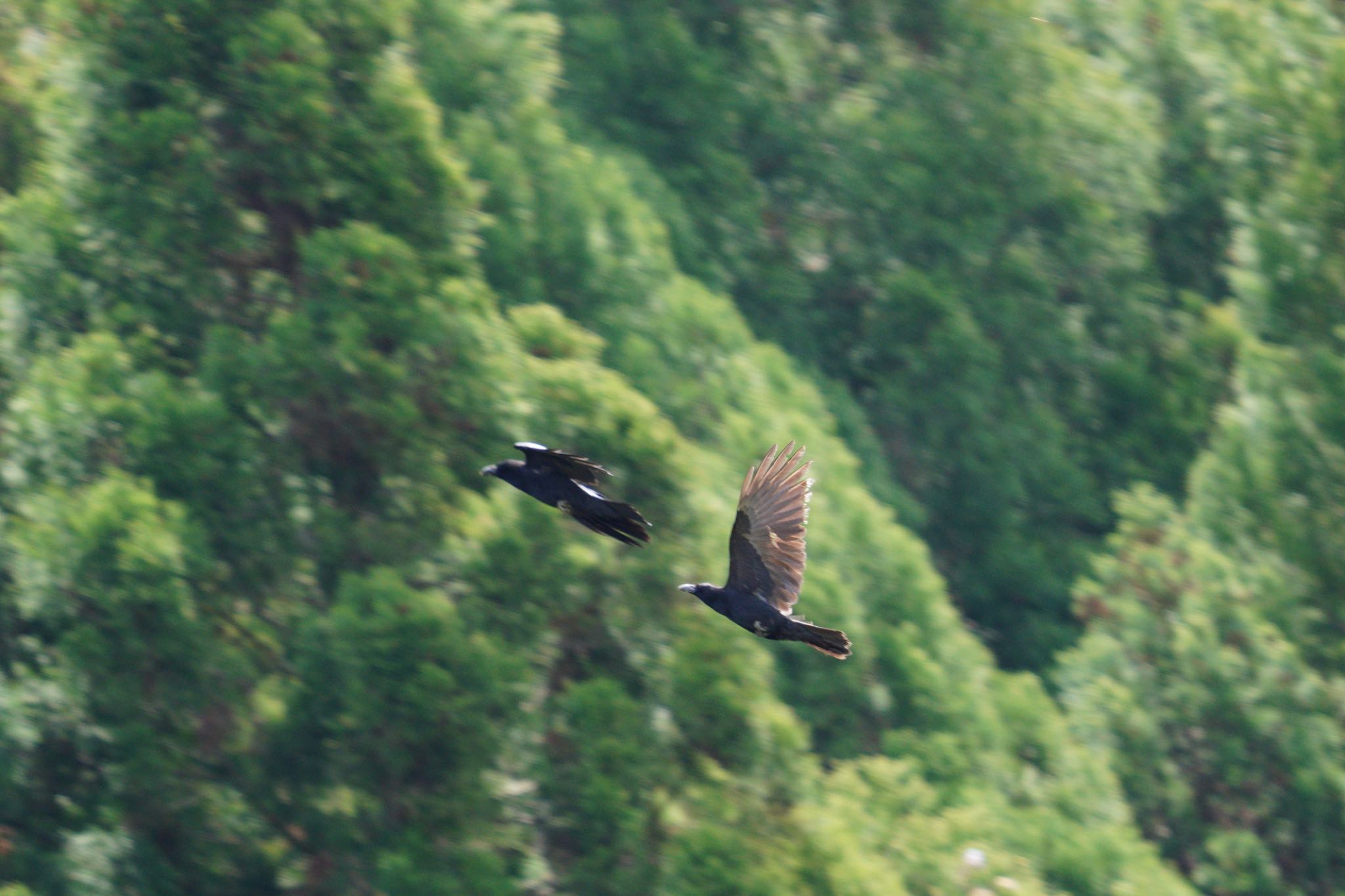  ハシボソガラスの写真 by wildbirder_