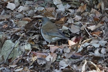 Pale Thrush 兵庫県西宮市 甲山森林公園 Fri, 2/16/2018