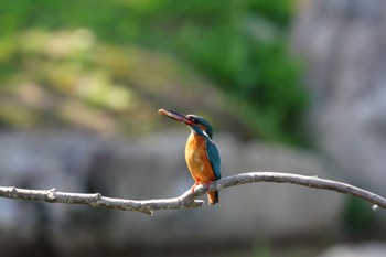 カワセミ 場所が不明 2021年4月20日(火)