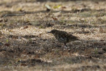 White's Thrush 兵庫県西宮市 甲山森林公園 Fri, 2/16/2018