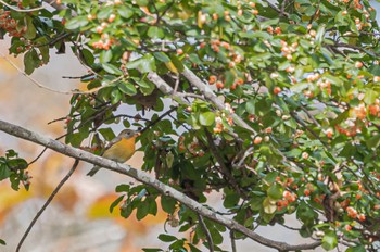 Mugimaki Flycatcher 長野県 Tue, 10/25/2022