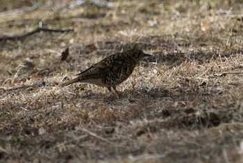 トラツグミ 兵庫県西宮市 甲山森林公園 2018年2月16日(金)