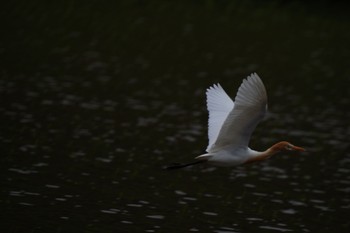 アマサギ 場所が不明 2021年4月28日(水)