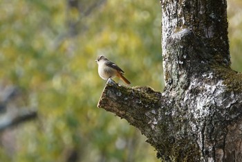 ジョウビタキ 兵庫県西宮市 甲山森林公園 2018年2月16日(金)