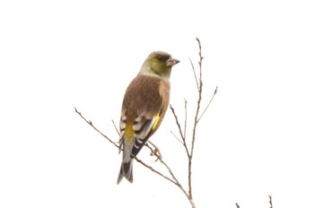 Oriental Greenfinch(kawarahiba) 江戸川松戸フラワーライン Sat, 10/22/2022