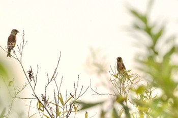 Oriental Greenfinch(kawarahiba) 江戸川松戸フラワーライン Sat, 10/22/2022