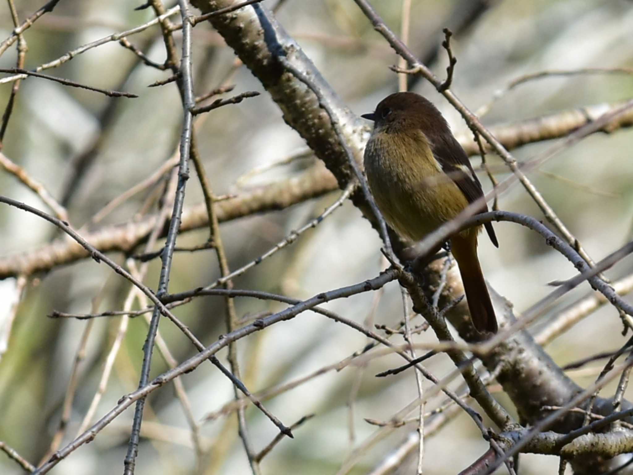 Daurian Redstart