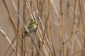 Warbling White-eye 兵庫県西宮市 甲山森林公園 Fri, 2/16/2018