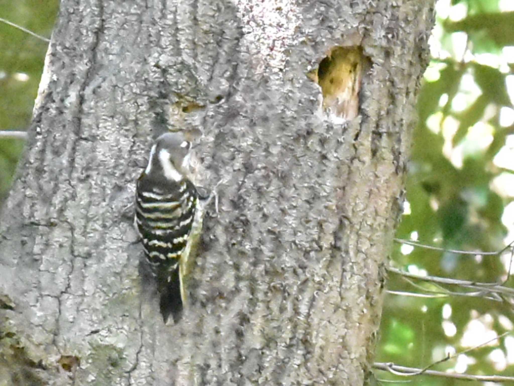 Japanese Pygmy Woodpecker