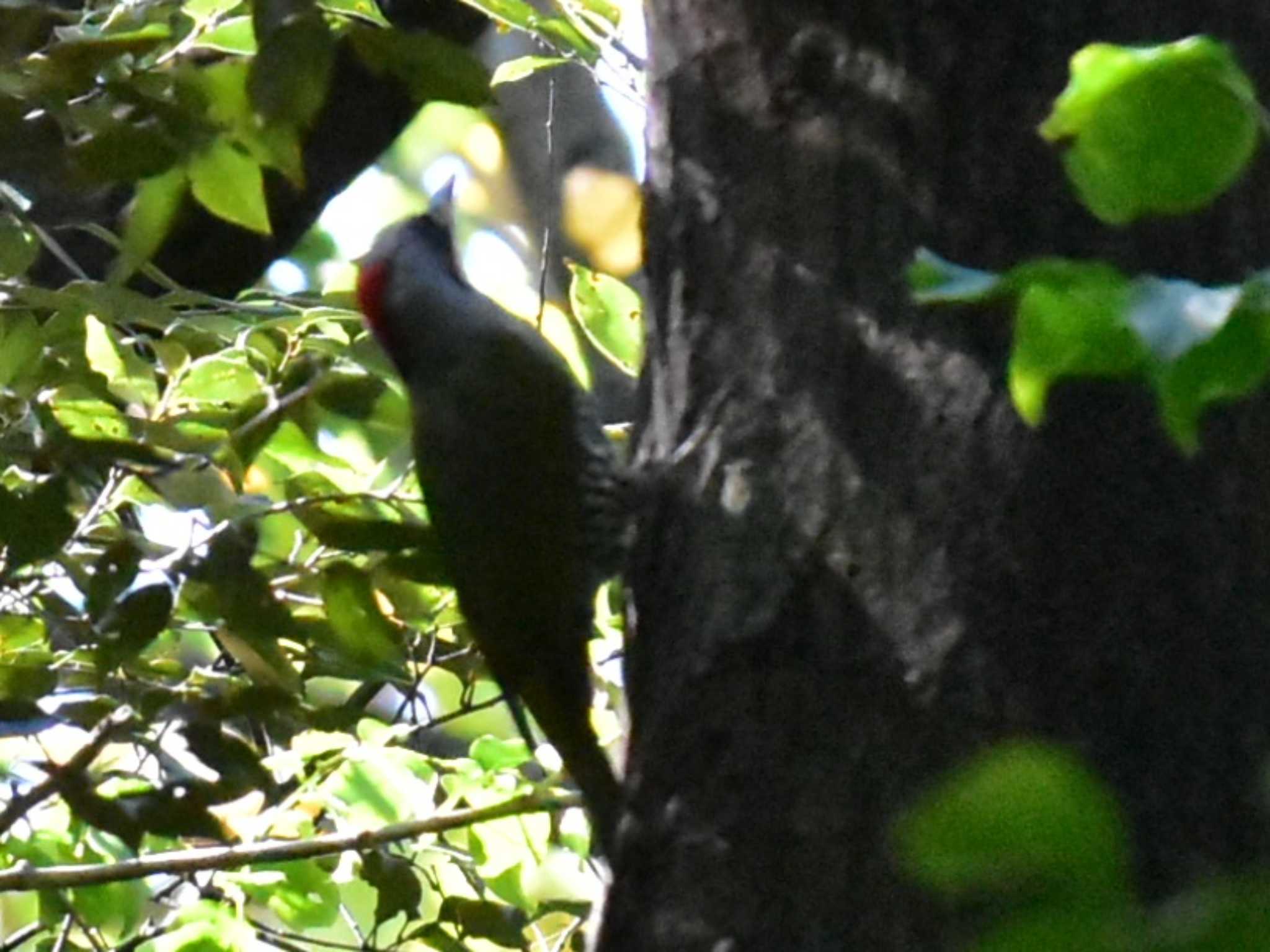 Photo of Japanese Green Woodpecker at 立田山 by jo6ehm