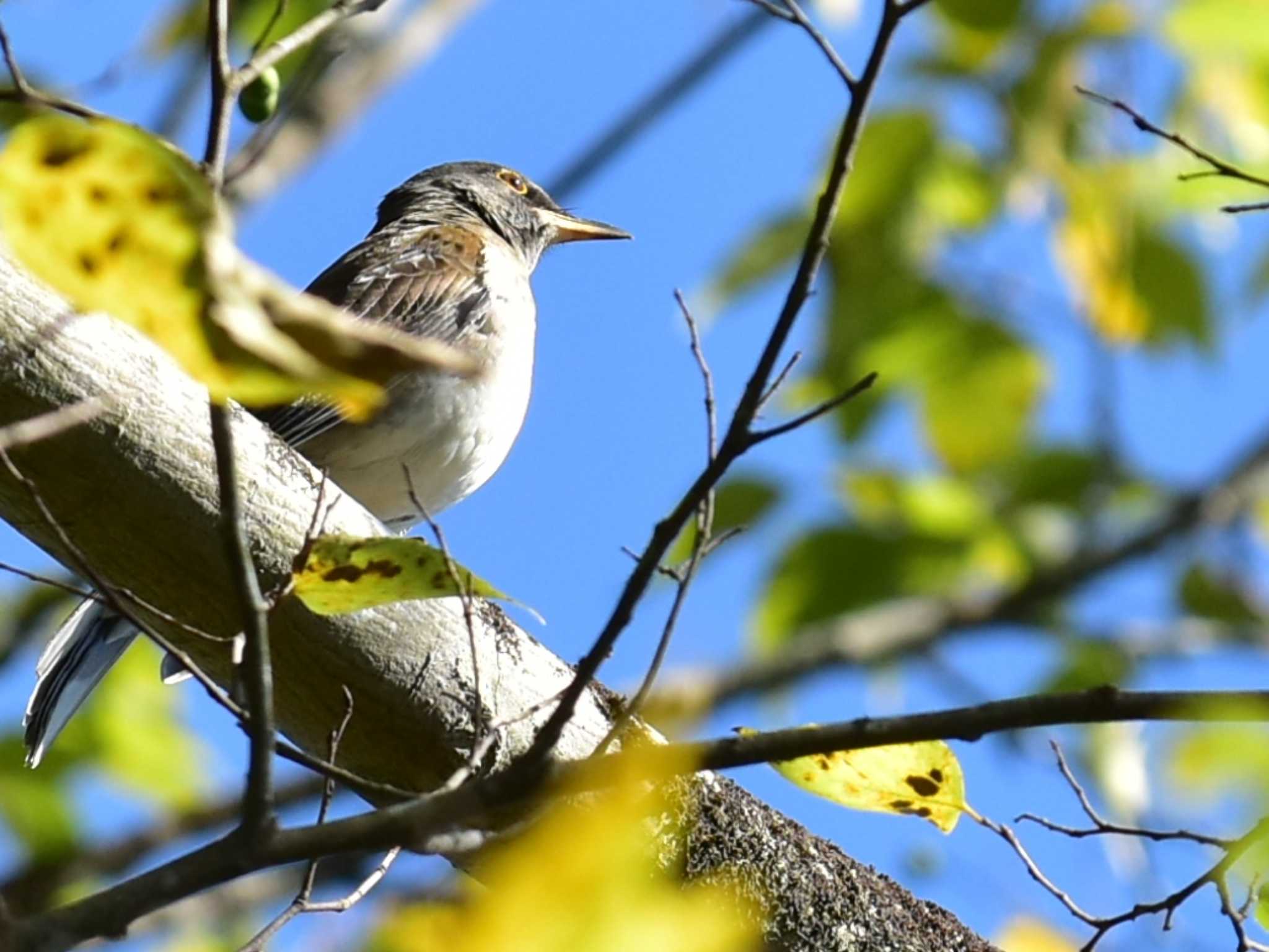 Pale Thrush