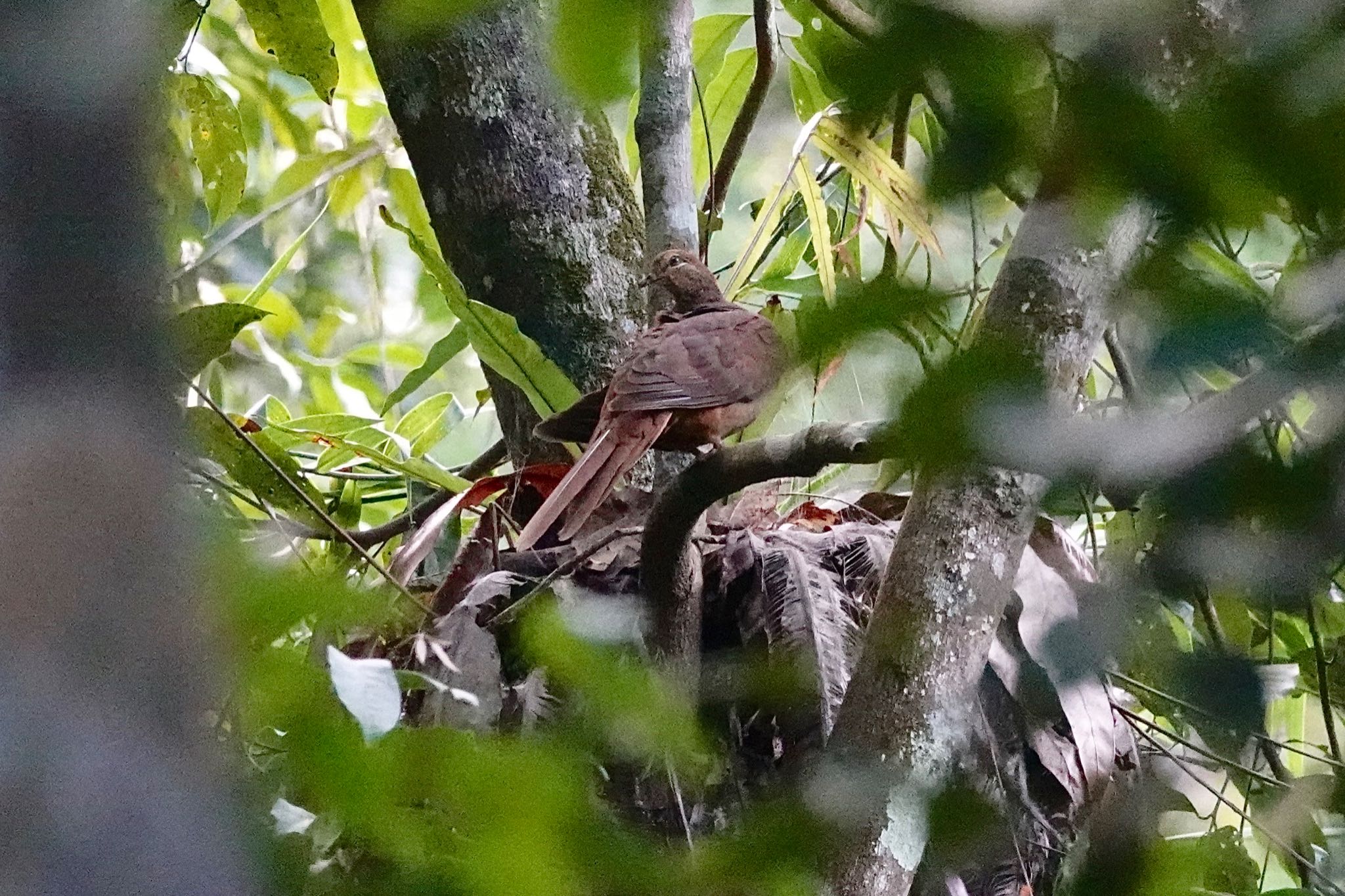 Brown Cuckoo-Dove