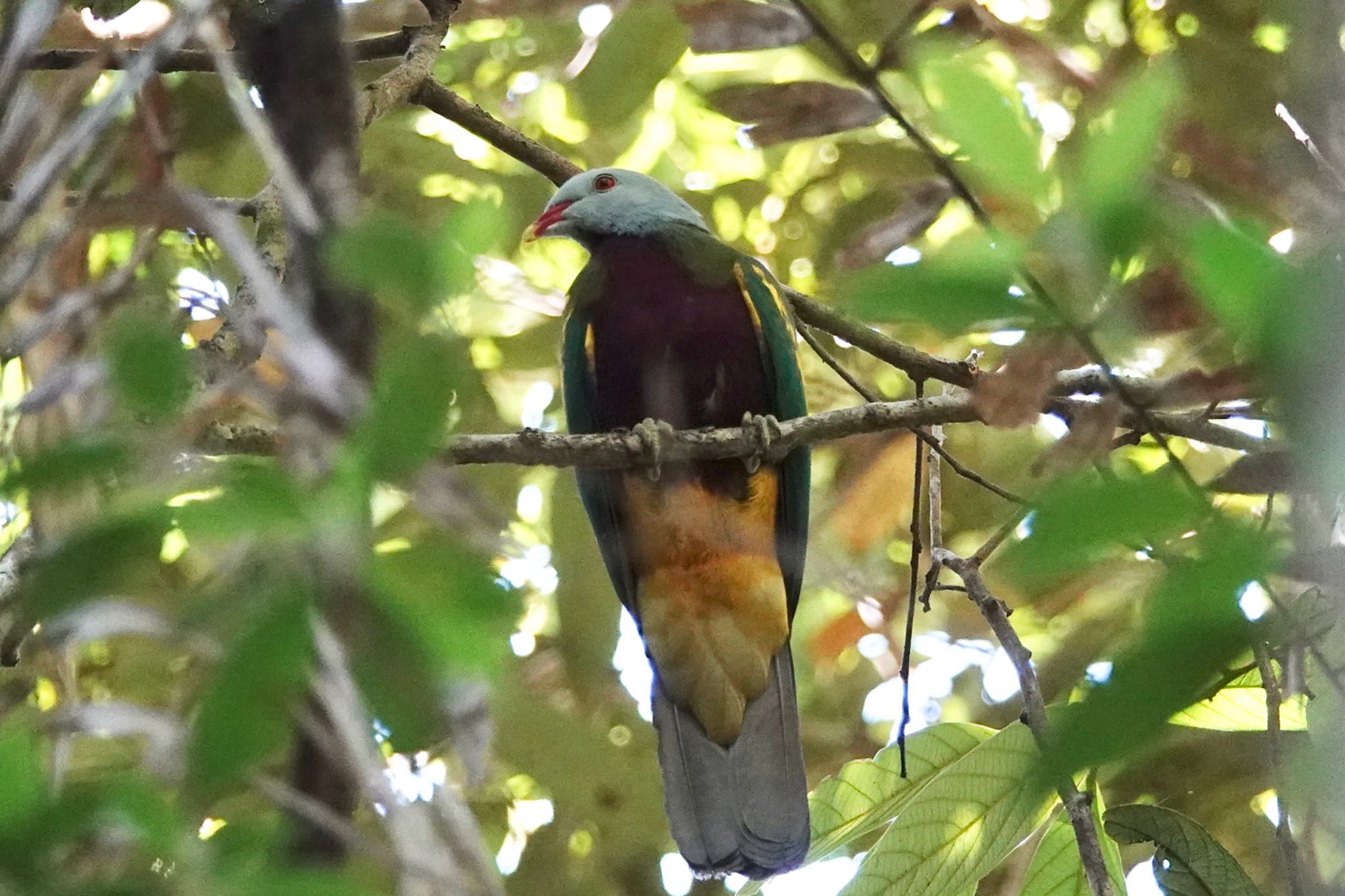 Wompoo Fruit Dove