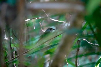 Pale-yellow Robin Black Mountain Rd(Kuranda,Australia) Sun, 10/2/2022