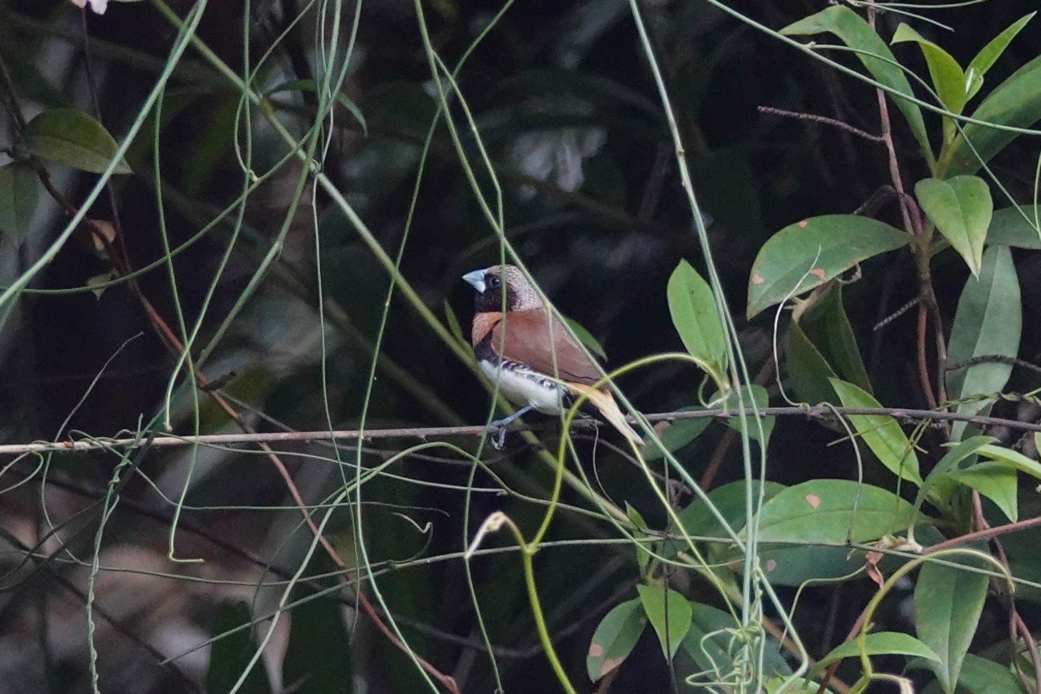 Photo of Chestnut-breasted Mannikin at Black Mountain Rd(Kuranda,Australia) by のどか