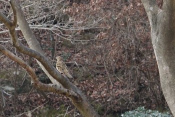 トラツグミ 兵庫県西宮市 甲山森林公園 2018年2月16日(金)