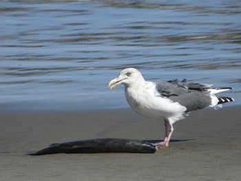 オオセグロカモメ 宮城県 鳥の海 2022年10月26日(水)