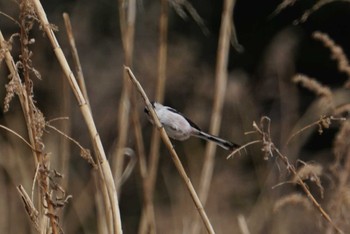 エナガ 兵庫県西宮市 甲山森林公園 2018年2月16日(金)