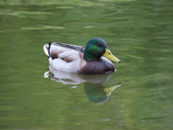 マガモ 水元公園 2022年10月25日(火)