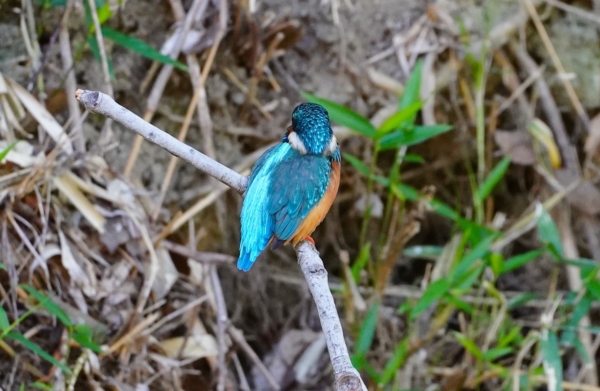 Photo of Common Kingfisher at 茶臼山 by アルキュオン