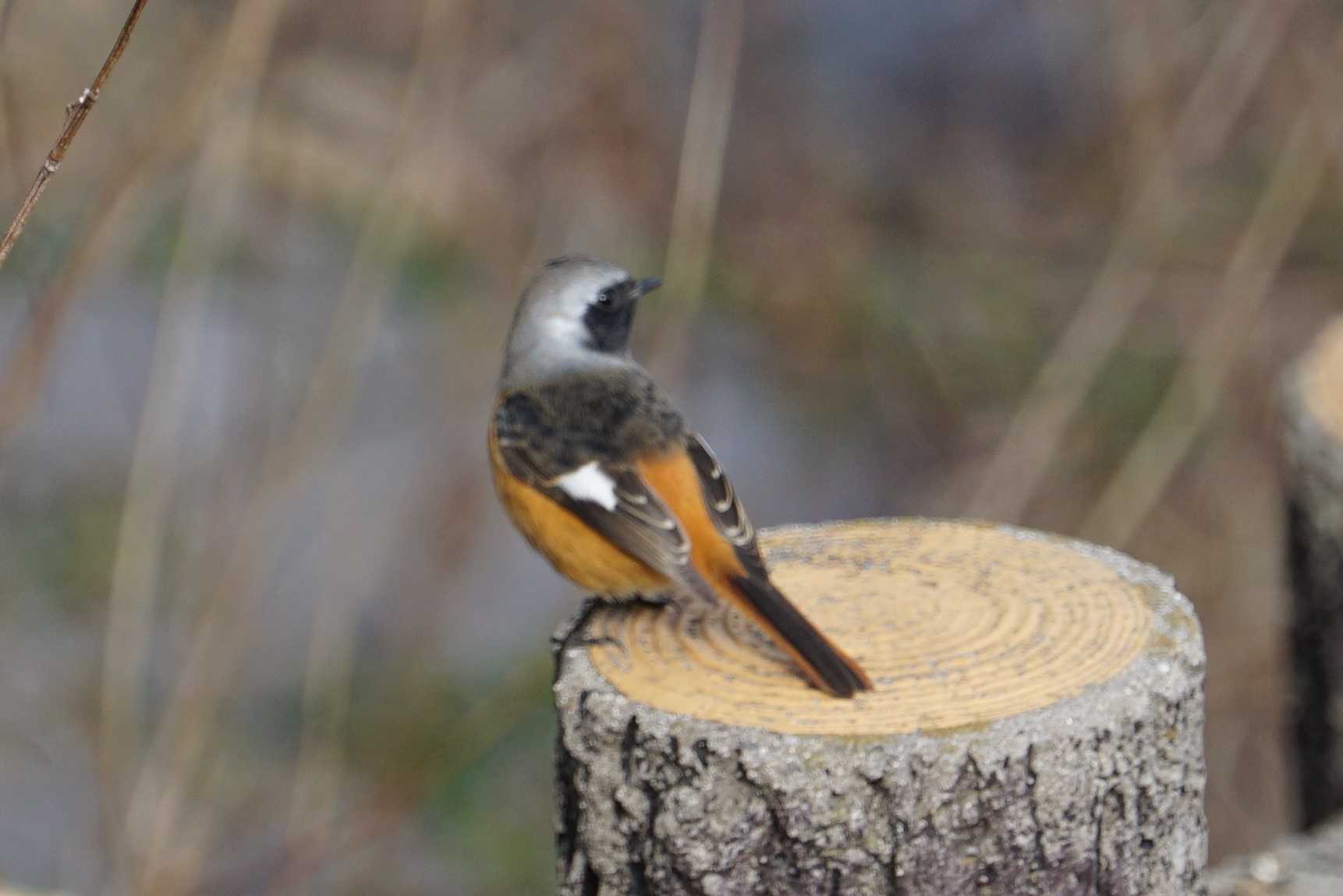 Photo of Daurian Redstart at 兵庫県西宮市 甲山森林公園 by マル