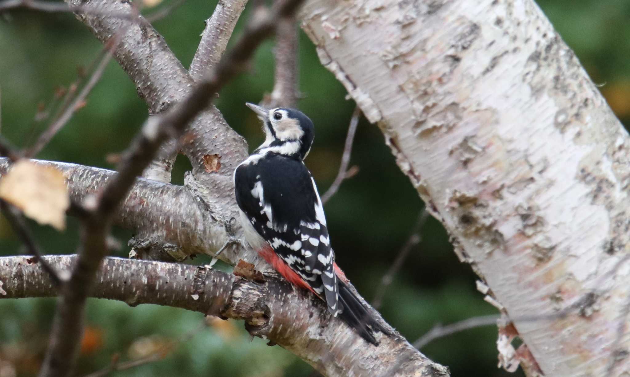 Photo of Great Spotted Woodpecker at Makomanai Park by HISA HISA