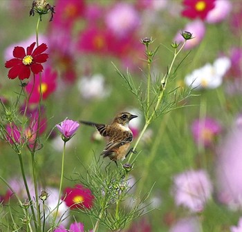 Amur Stonechat 埼玉県 Thu, 10/20/2022