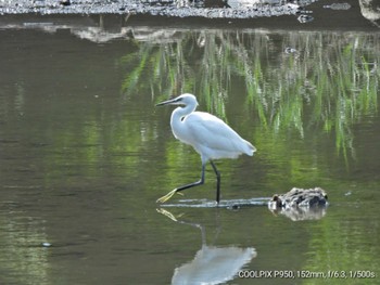 コサギ 葛西臨海公園 2022年8月1日(月)