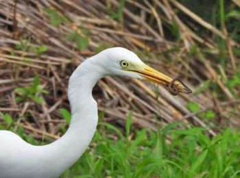 Medium Egret Tokyo Port Wild Bird Park Sun, 9/11/2022