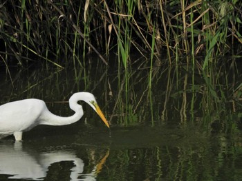 Great Egret Tokyo Port Wild Bird Park Wed, 9/21/2022