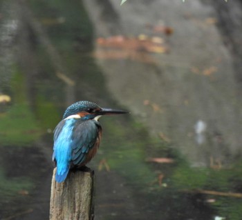 Common Kingfisher Unknown Spots Tue, 10/25/2022