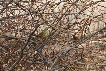 アオジ 兵庫県西宮市 甲山森林公園 2018年2月16日(金)