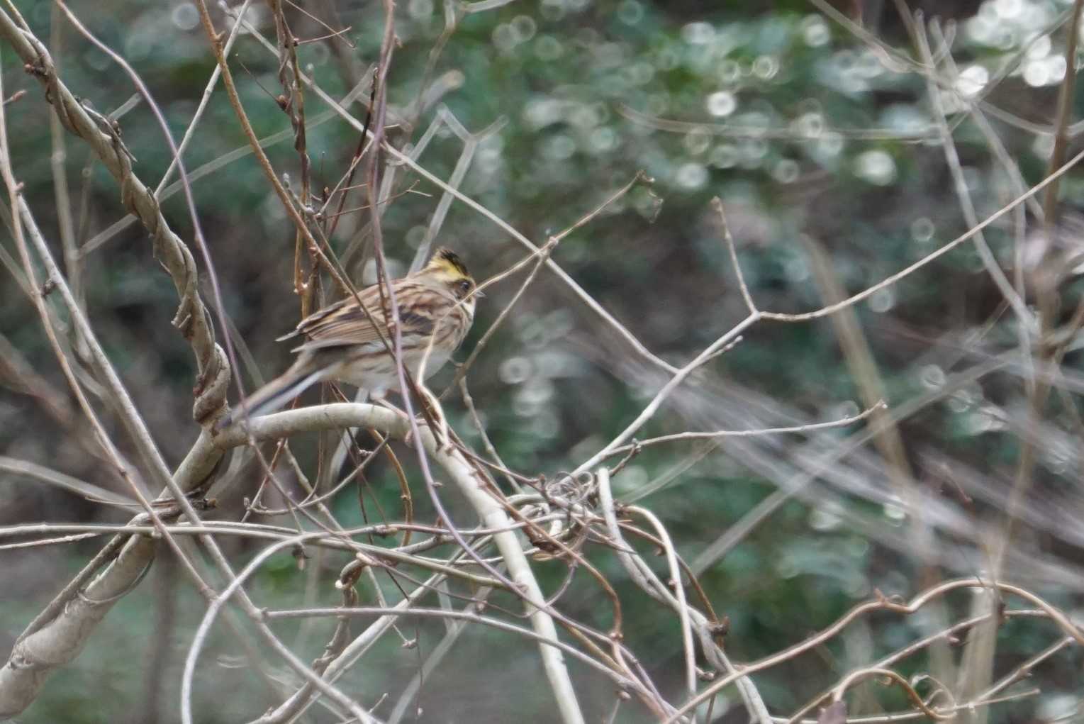 Photo of Yellow-throated Bunting at 兵庫県西宮市 甲山森林公園 by マル