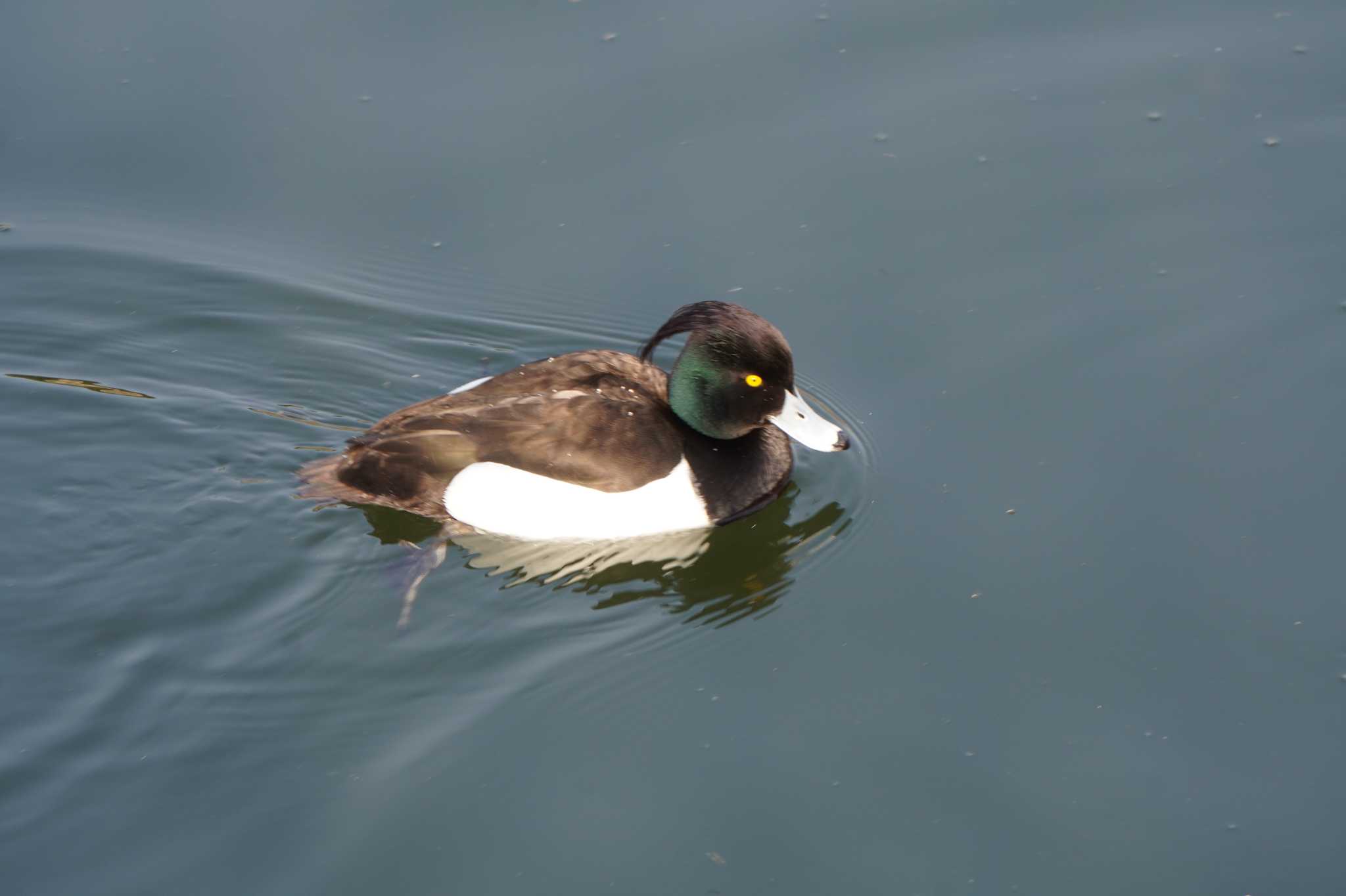 Photo of Tufted Duck at Osaka castle park by jasmine