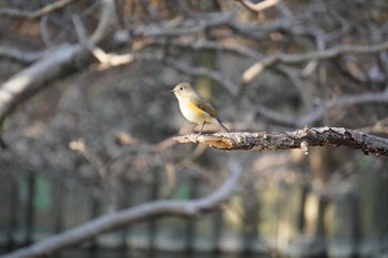 Red-flanked Bluetail 大阪府 Sun, 3/6/2022