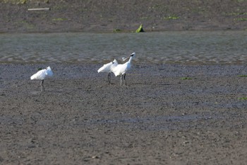 クロツラヘラサギ 福岡県 2022年10月26日(水)