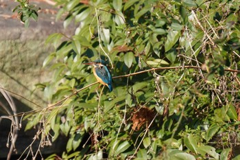 Common Kingfisher 大阪府 Sun, 3/6/2022