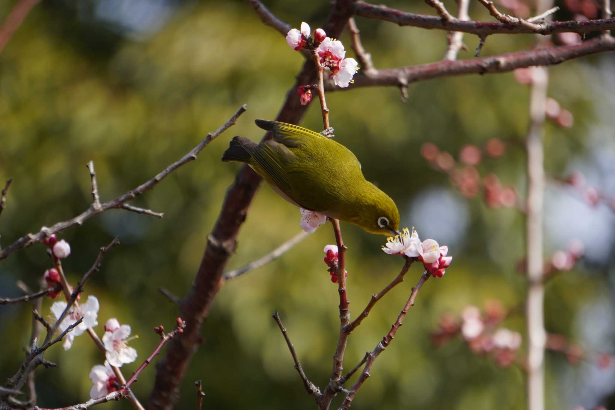 Photo of Warbling White-eye at 大阪府 by jasmine