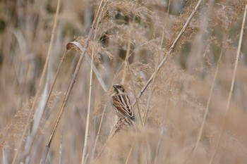 Common Reed Bunting 大阪府 Sun, 3/13/2022