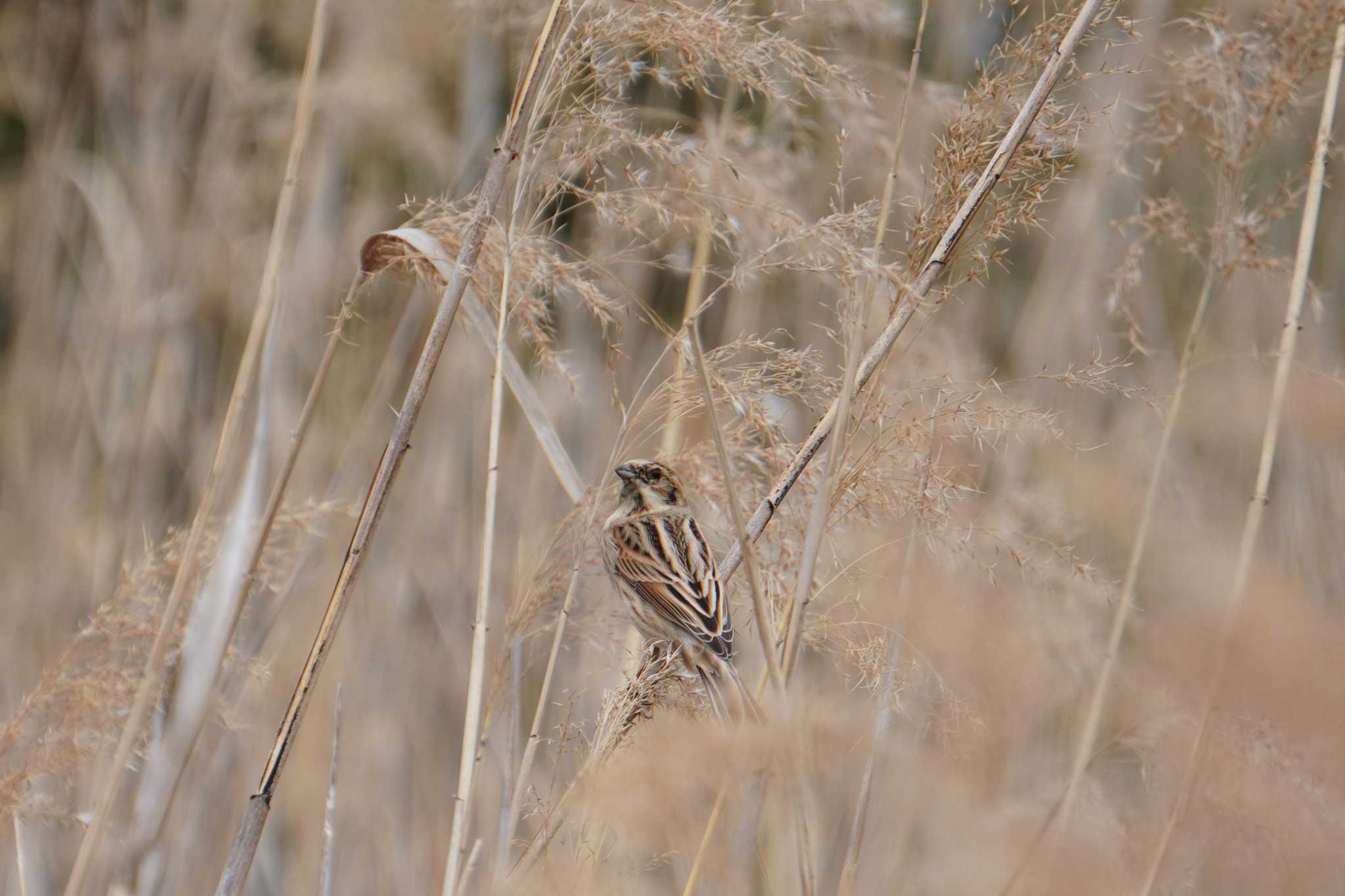 Photo of Common Reed Bunting at 大阪府 by jasmine