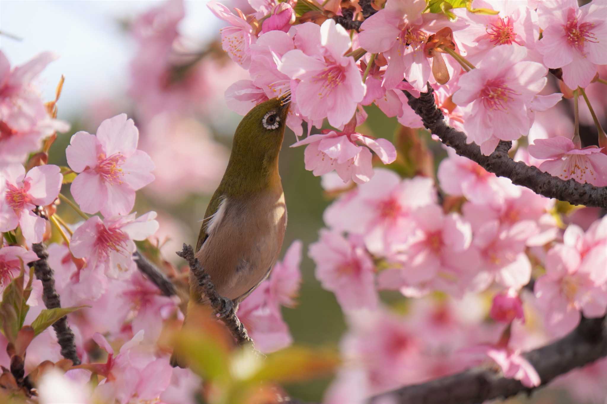 Photo of Warbling White-eye at 大阪府 by jasmine